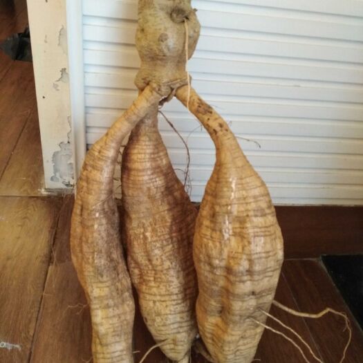揭阳干葛根 新鲜葛根，300多亩