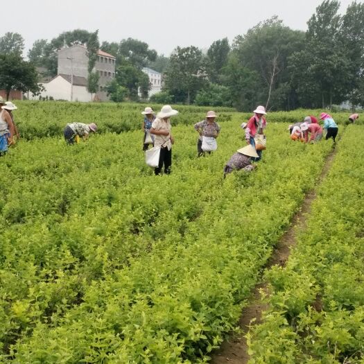 封丘县树形金银花 80公分以上 