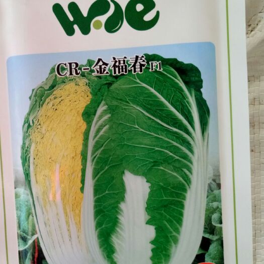 诸城市春秋两季用黄心白菜种子外绿内黄卖相好