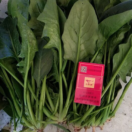 滦南县大叶菠菜 25~30cm 