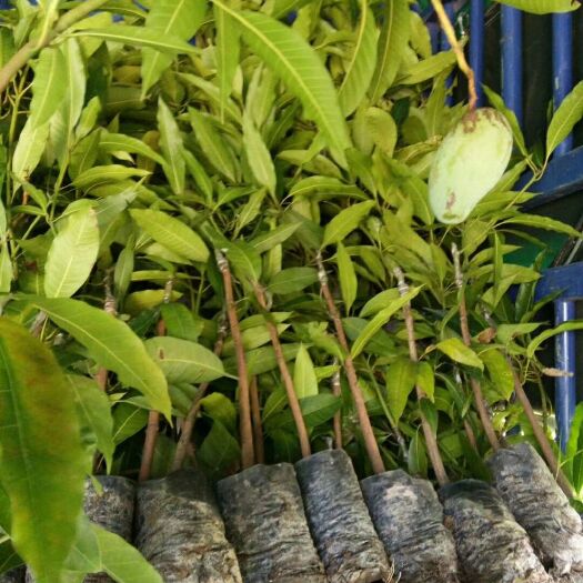 钦州金煌芒果苗  50万棵芒果苗