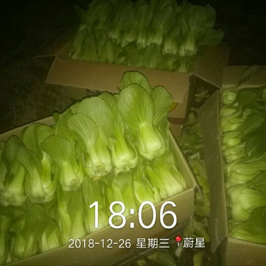 朔州大油菜 3~4两 