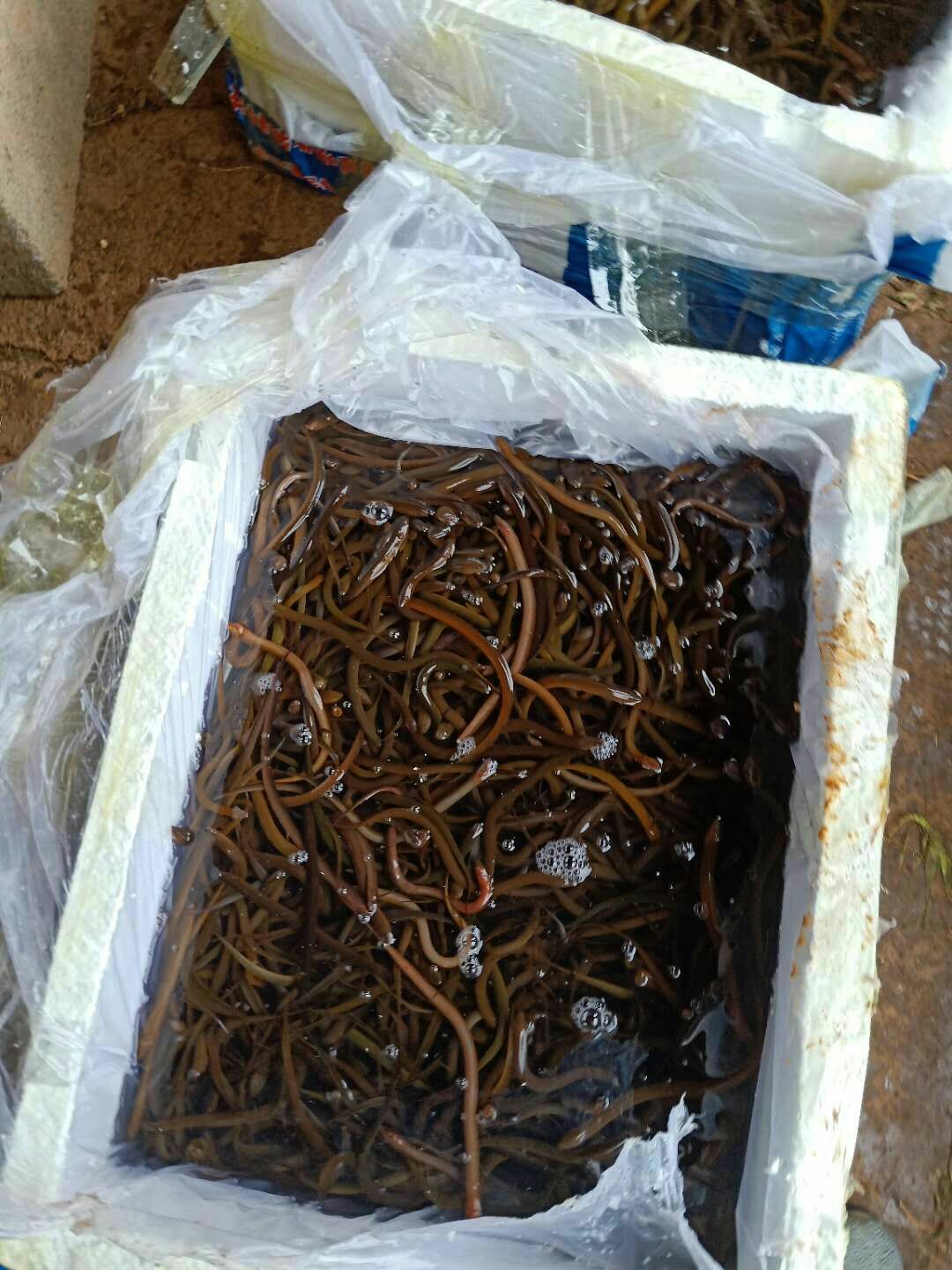 黄鳝苗，各种规格黄鳝苗，提供养殖技术服务，量大可以免费送货。