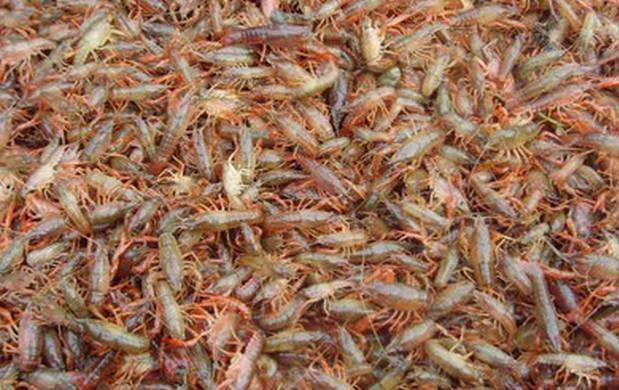 沭阳县龙虾苗 