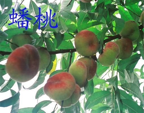 平邑县早露蟠桃苗  早熟，脆甜，口感纯正。