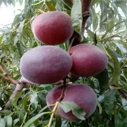 平邑县黑桃苗  品种纯正 保证成活 基地直供 假一赔十 现挖发货根系发达