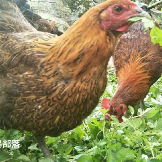 利川市土鸡蛋 散装 食用