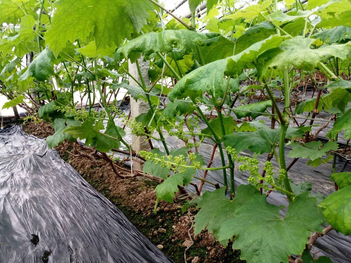 莱西市葡萄种子