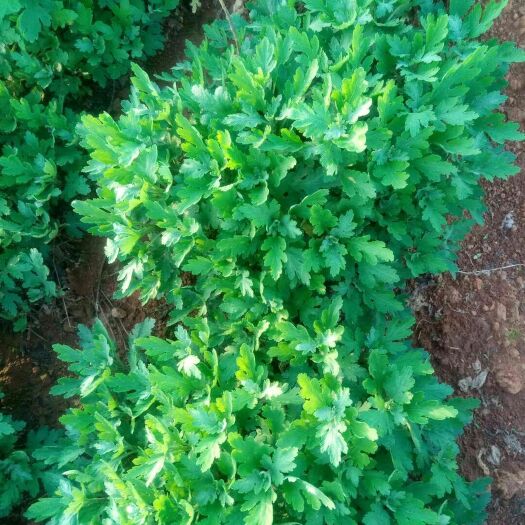 高安市金丝黄菊苗 金丝皇菊苗，植株健壮，无虫无病，成活率高，品质优。