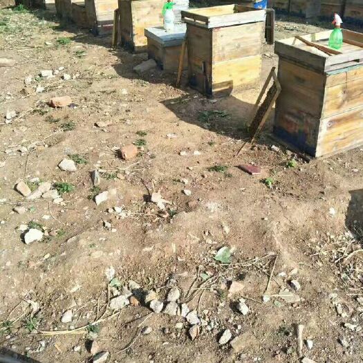 邹平市土蜂蜜 塑料瓶装 2年以上  