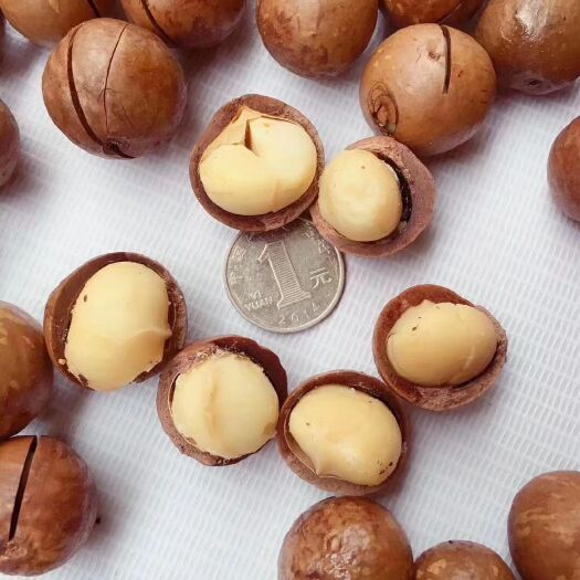夏威夷果 6-12个月 散装 