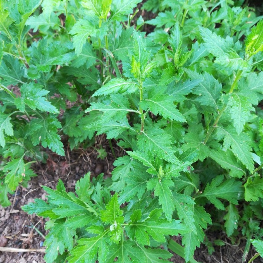 菊花脑种子  菊花脑种苗