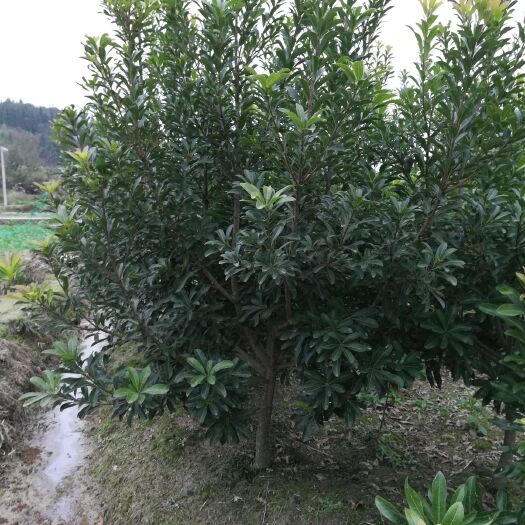 靖州县南方杨梅 
