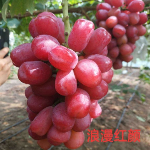 莒县浪漫红颜葡萄苗 