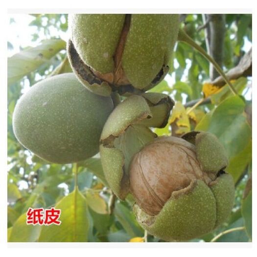 平邑县嫁接核桃苗 