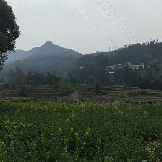 旱地 转包 20~30年 1000~3000亩 