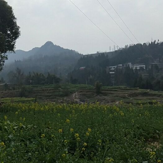 通江县旱地 转包 20~30年 1000~3000亩 