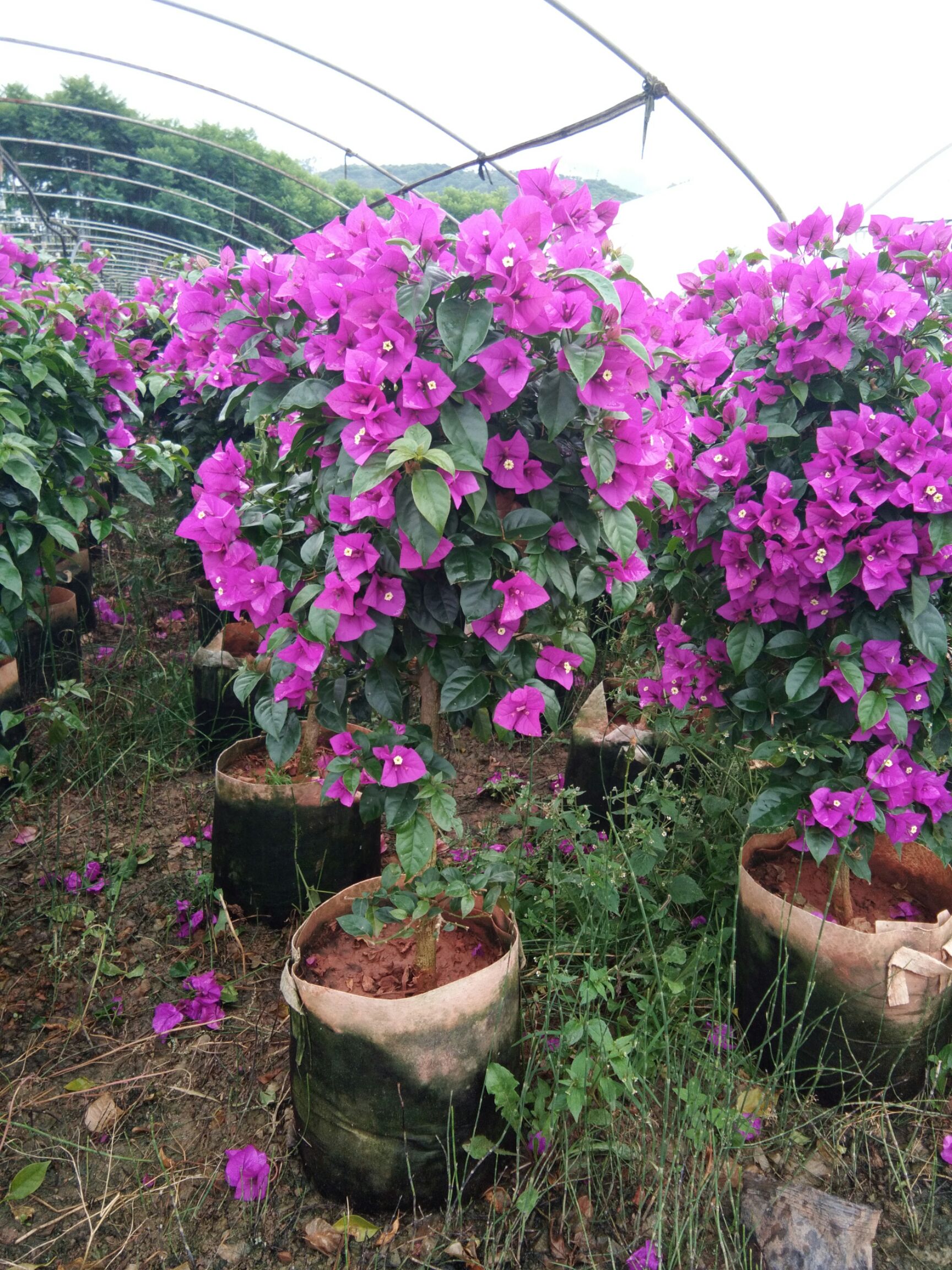 紫红三角梅 0.5~1.0米 