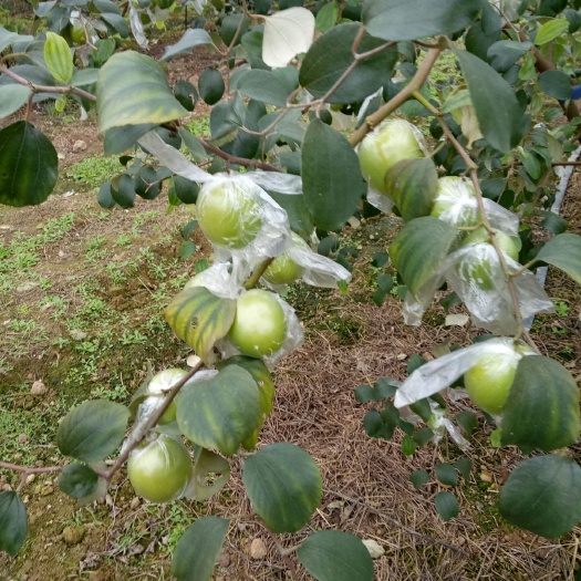 扶绥县青枣 直口 70