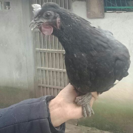 蕲春县土鸡 纯稻谷喂养