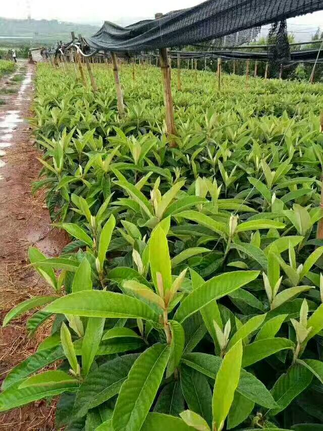 蒙自市枇杷种子 枇杷苗