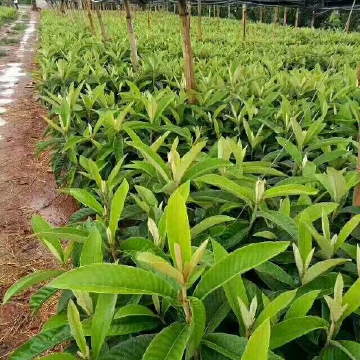 蒙自市枇杷种子 枇杷苗