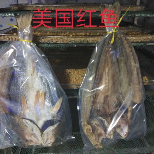 钦州美国红鱼 人工养殖 1-1.5公斤 