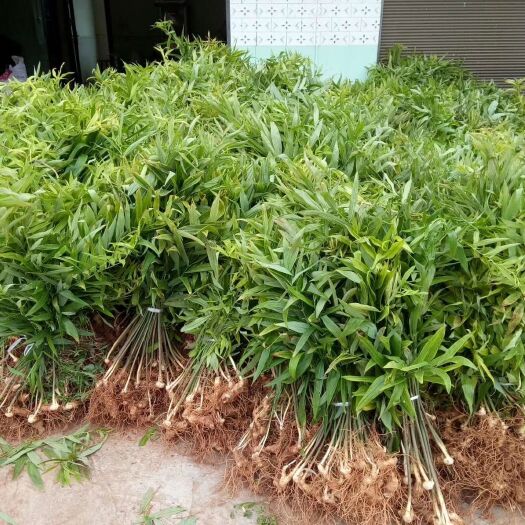 南充黄精 