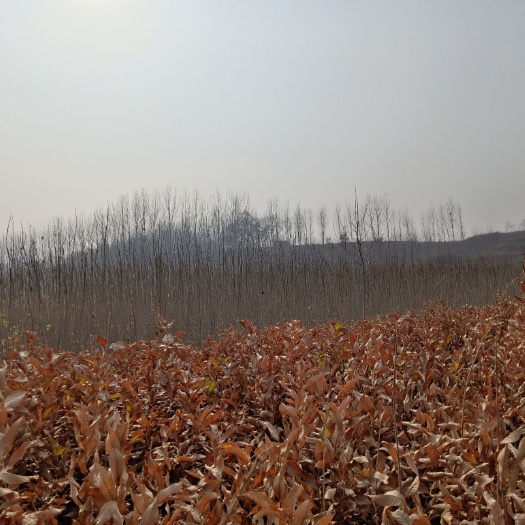 灵寿县迁西板栗苗 二年生板栗拐子苗