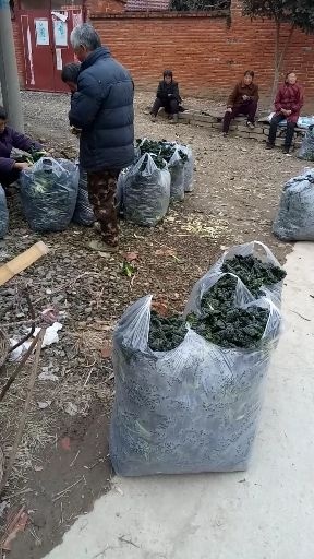 随州菜心  随州泡泡青菜大量供货十万斤以上，现在行情通货0.8元一斤