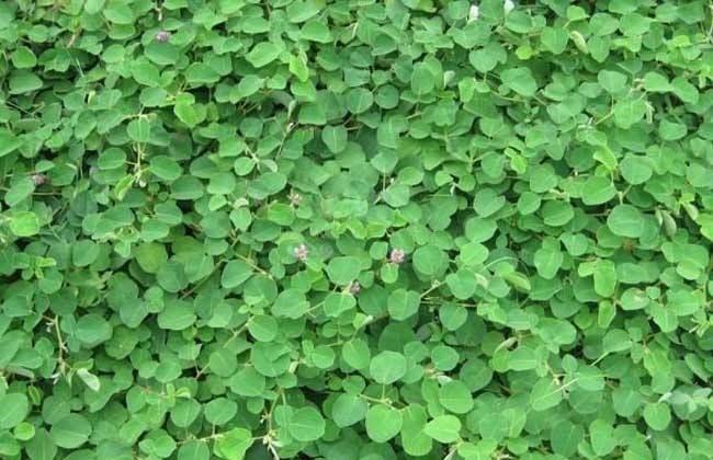 桂林金钱草 