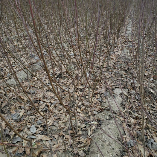 泰安春雪桃树苗  油桃树苗