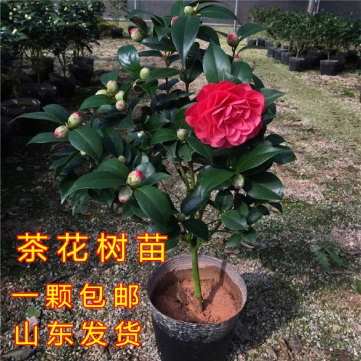 平邑县 茶花苗带花苞的茶花苗，茶花树苗盆栽地栽全国各地都适应种植
