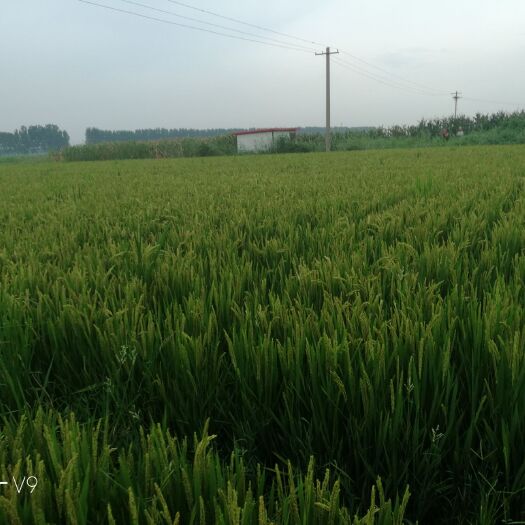 滦南县盐丰47 中稻/一季稻 