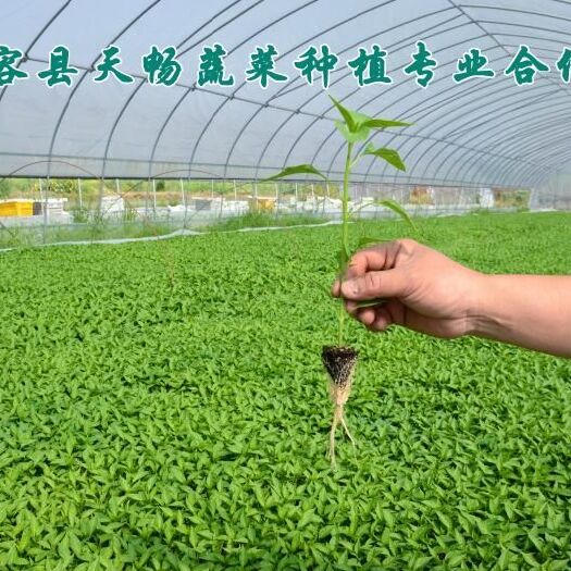 华容县线椒苗 8～10片真叶 