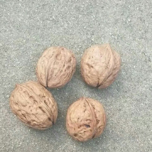全州县泡核桃 