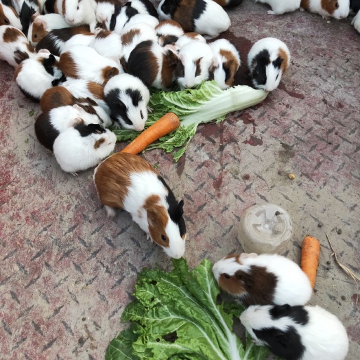 太和县荷兰猪 花色荷兰鼠一公3母包繁殖提供养殖技术。全国发货。