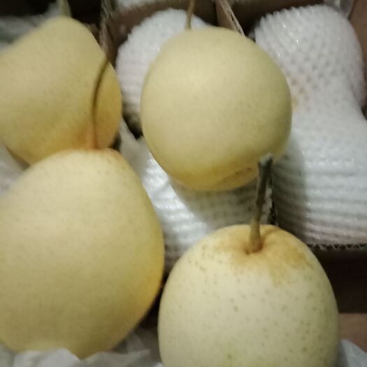 赵县鸭梨 55mm以上 200-250g 