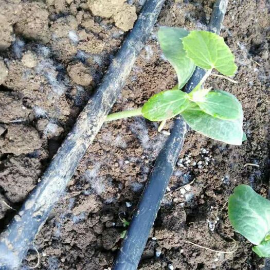郓城县微生物菌剂  诺倍科蔬菜、果树专用生物有机菌肥