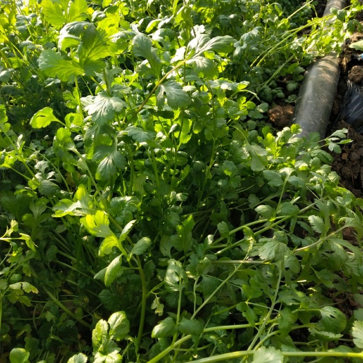 公主岭市铁杆青香菜 25~30cm 