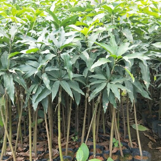 灵山县台农一号芒果苗 