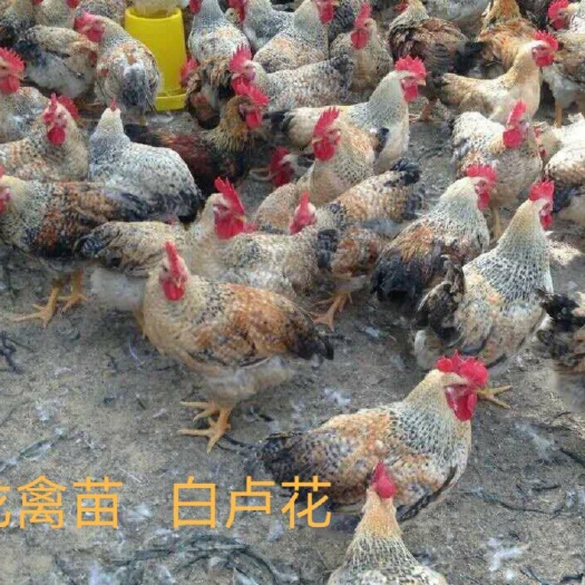南宁芦花鸡苗 公