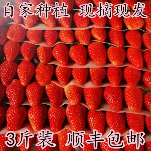 丹东九九草莓 30克以上 