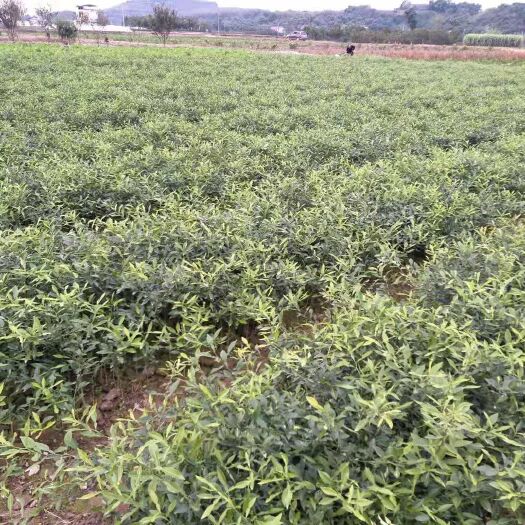 资阳香橙苗 嫁接苗 0.5米以下 