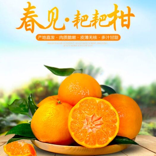 南宁耙耙柑 统货 3两以上 