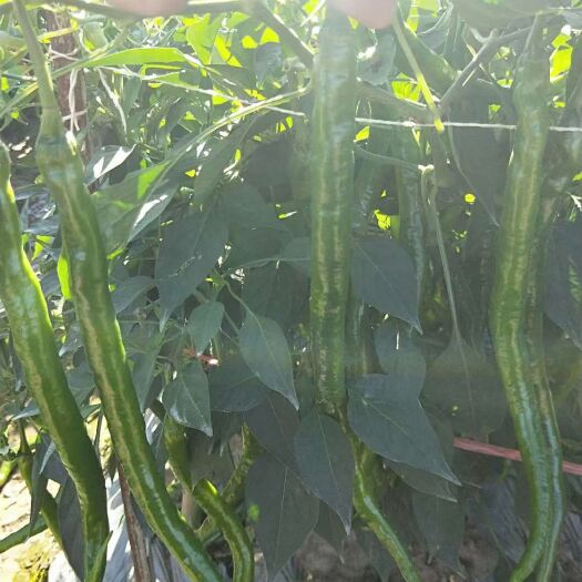 成都二荆条辣椒 15~20cm 中辣 靑色 