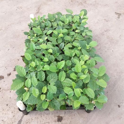 佛山黄花风铃木  庭院绿化观花植物