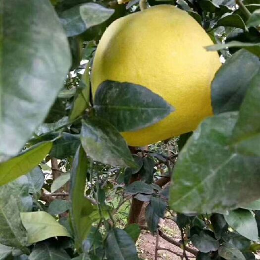 张家界菊花芯柚 2斤以上 