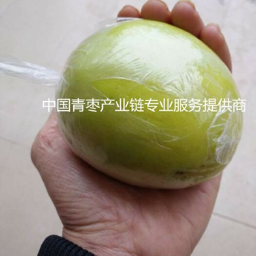 平南县大青枣苗  一雪蜜苹果枣