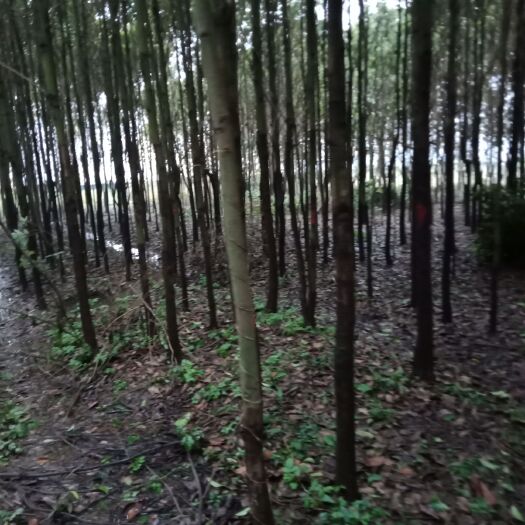 益阳小叶樟 